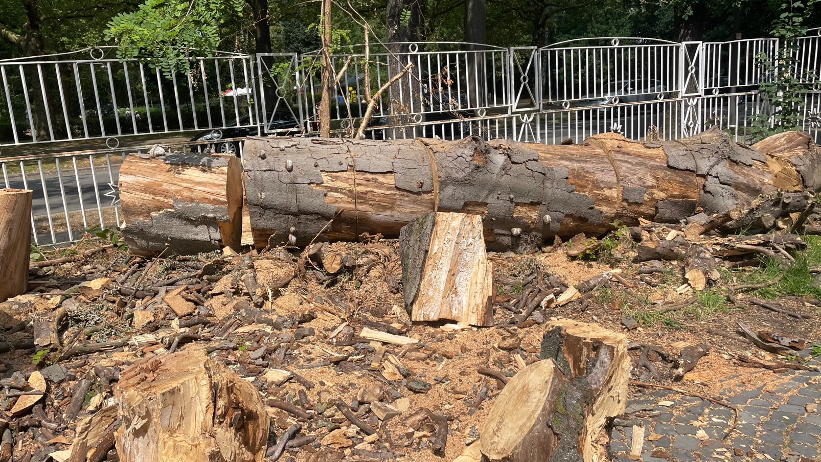 Gratis brandhout af te halen — beuk (om zelf te zagen), Enlèvement