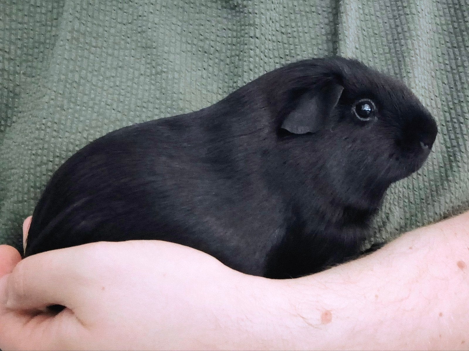 Lief zwart cavia beertje zoekt een thuis, Dieren en Toebehoren, Cavia, Mannelijk, Mei, Tam