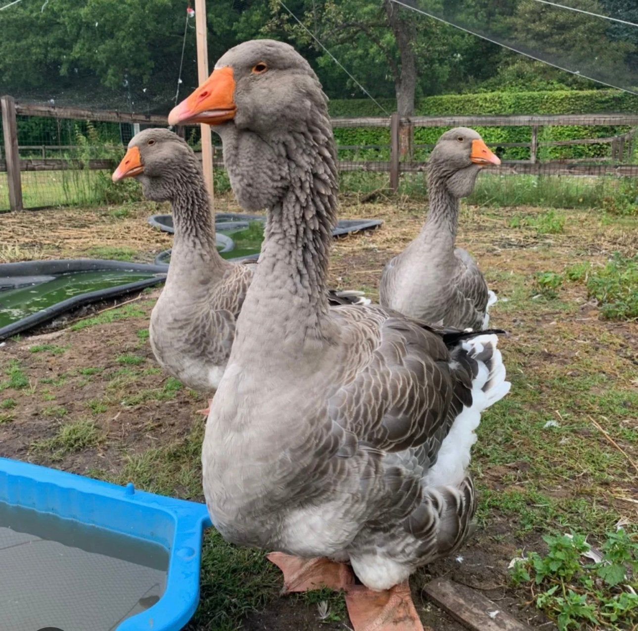 Gezocht: toulouse dewlap ganzen zowel kuikens als volwassen, Oie ou Cygne