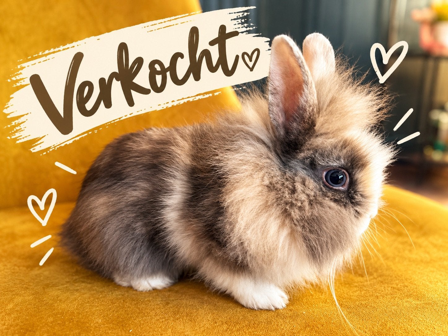 8 schattige leeuwenkopjes te koop, Plusieurs animaux, Nain, 0 à 2 ans