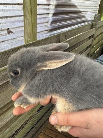 Mooie jonge konijnen te koop, Dieren en Toebehoren, Konijnen, Vrouwelijk, Klein, 0 tot 2 jaar