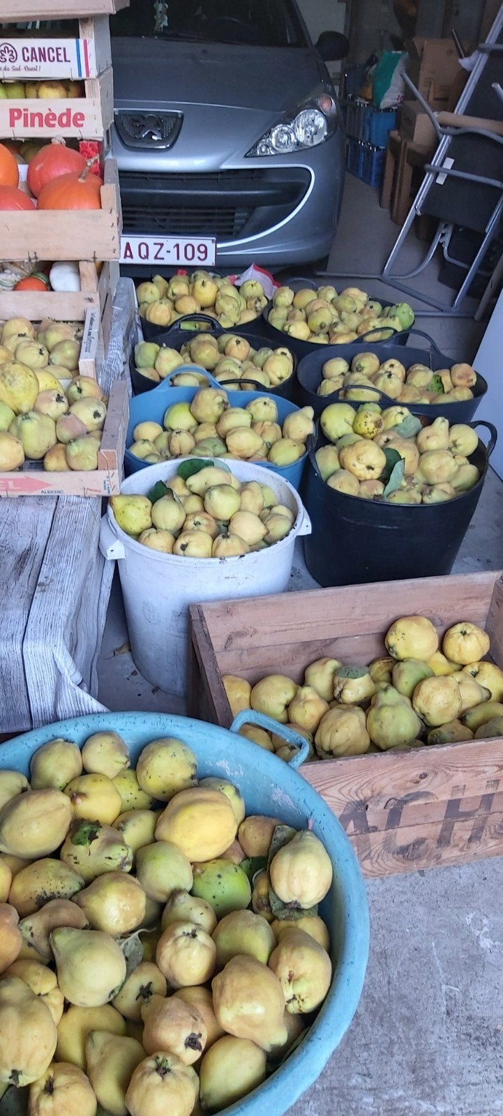 60 kgs de coings cueillis à  Ransart, Enlèvement