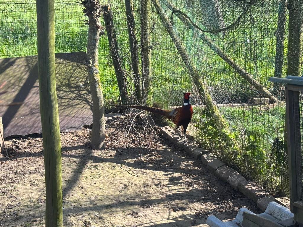 Broedeieren bosfazanten, Dieren en Toebehoren