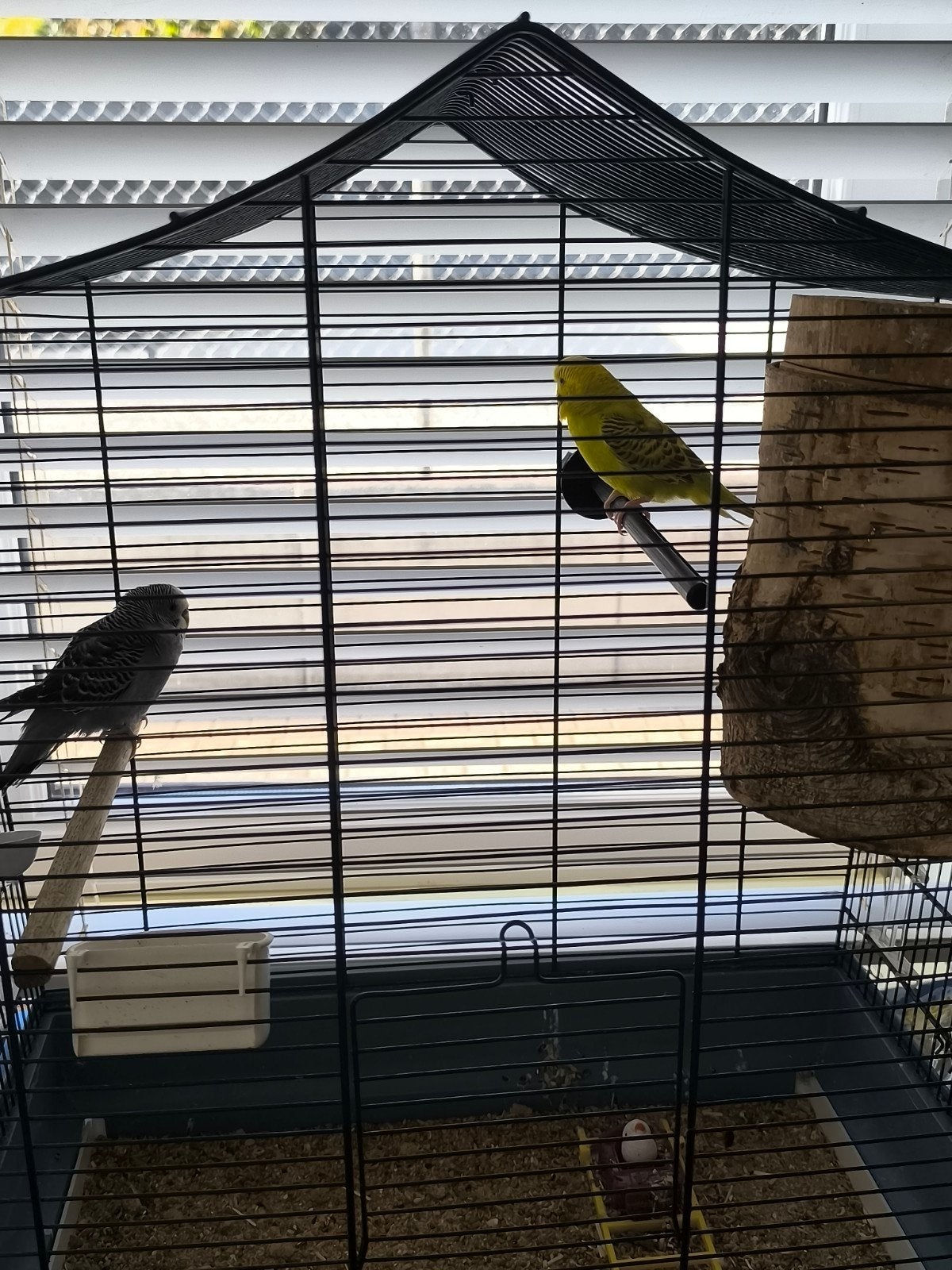 jonge grasparkieten met 2 kooien en toebehoren, Mâle, Perruche, Bagué