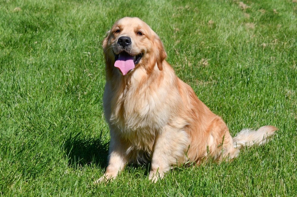 Golden Retriever Étalons, Maladie de Carré (chiens), 3 à 5 ans, Chien (mâle), Belgique