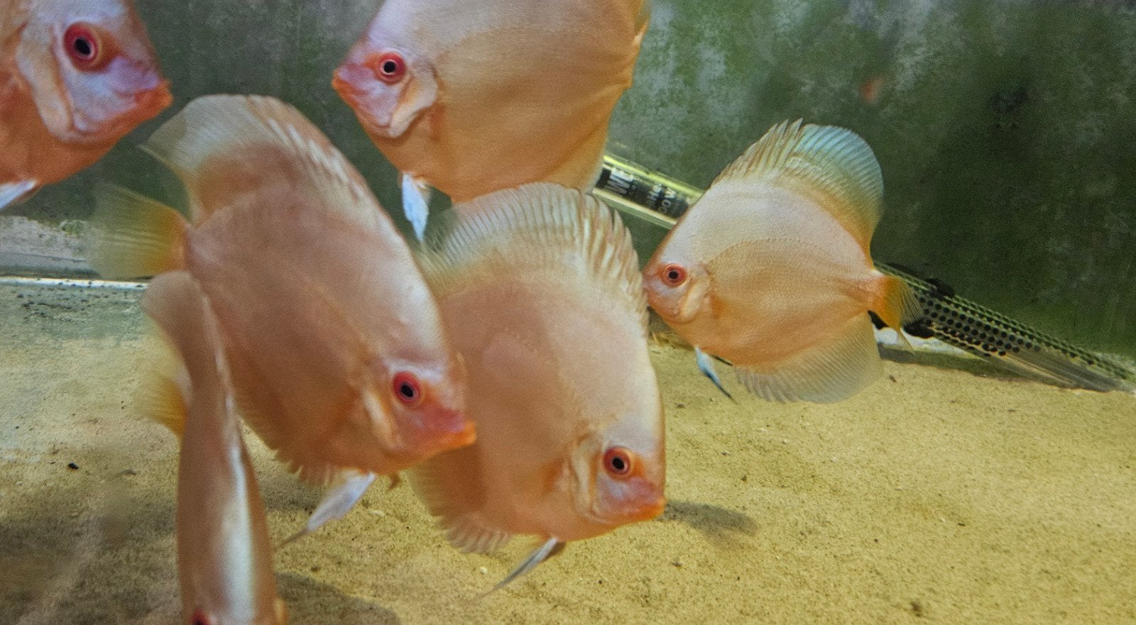 jeunes discus blue diamond 10-13 cms, Dieren en Toebehoren
