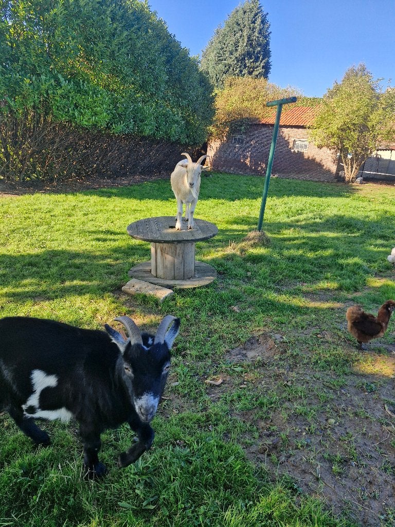 Geit, Animaux & Accessoires, Mâle, Chèvre, 3 à 5 ans