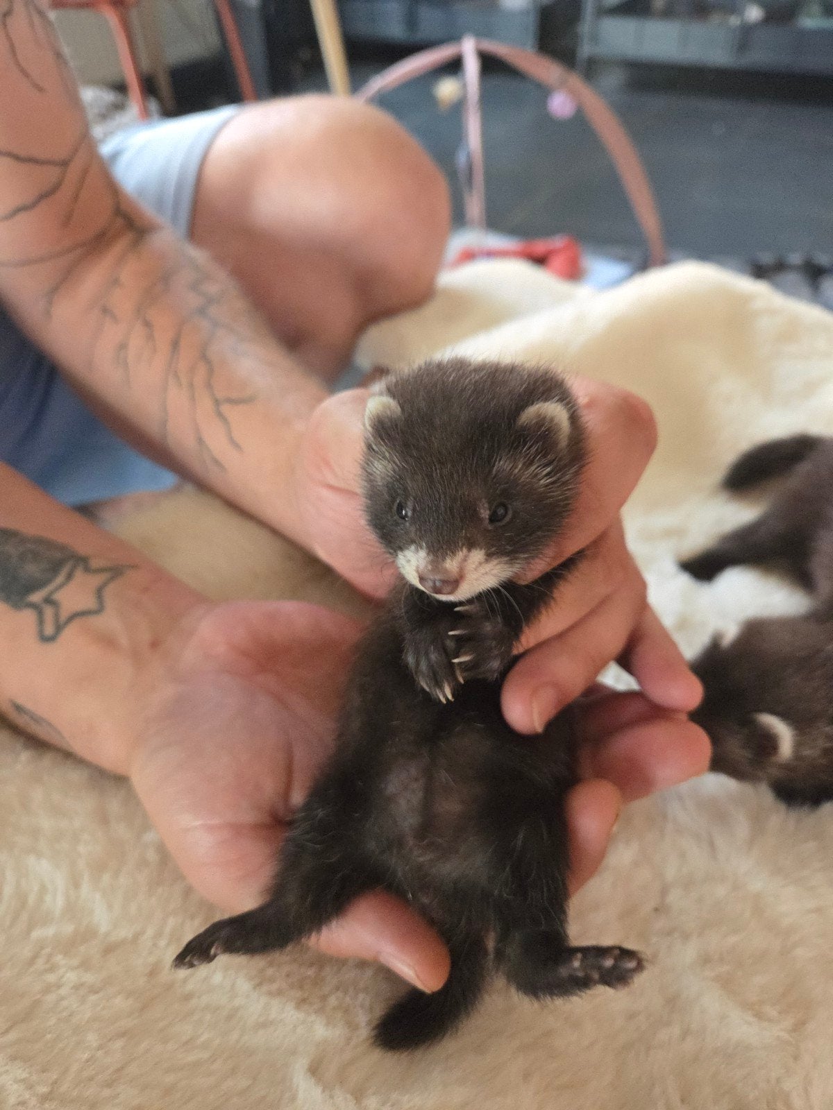 Laatste Frettenpup te Koop – Lief Midi Moertje, Fret, Vrouwelijk, Mei, Tam