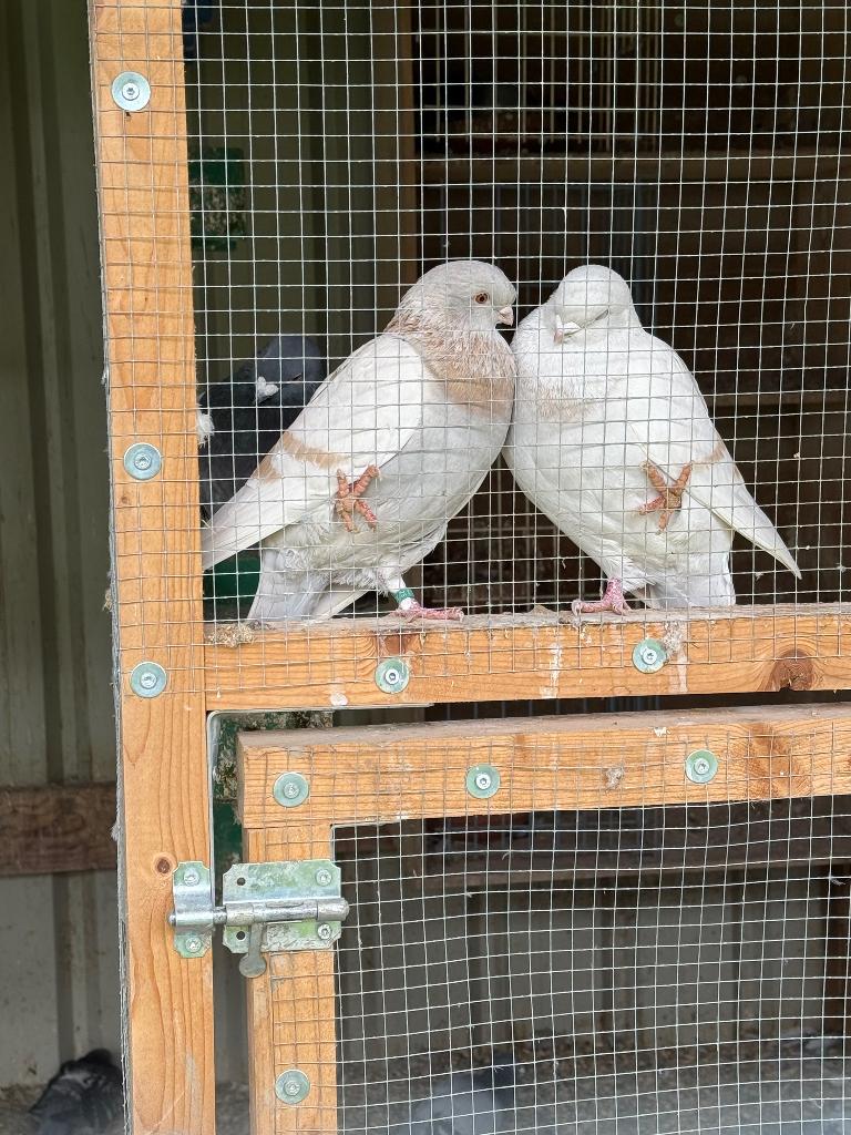 Pigeon voyageur liégeois (couple repro), Dieren en Toebehoren, Vogels | Duiven, Postduif