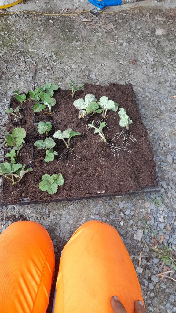 Aardbijen stekjes maxsim 0.50 per stukje of 90 cent pot, Huis en Inrichting, Kamerplanten, Ophalen, Fruitplant, Minder dan 100 cm