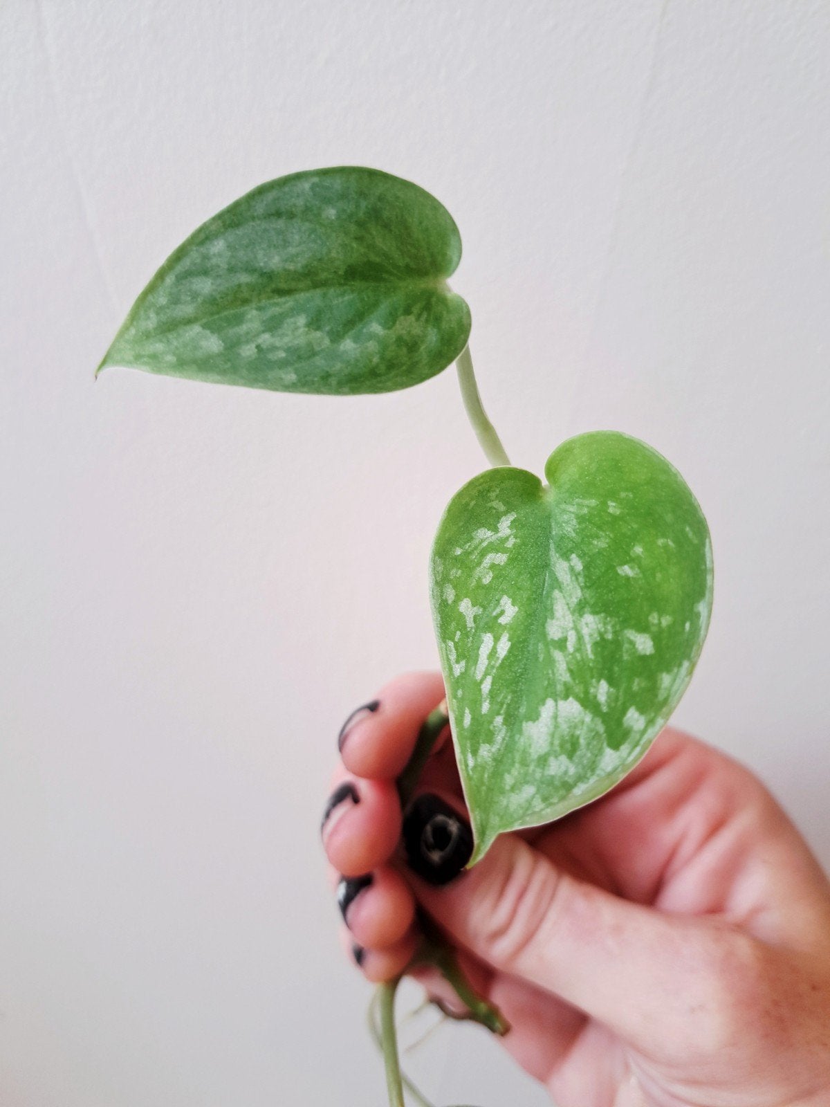 Satin/Silver Pothos Stekje (Scindapsus pictus /Zilverrank), Huis en Inrichting, Kamerplanten, Ophalen, Overige soorten, Halfschaduw