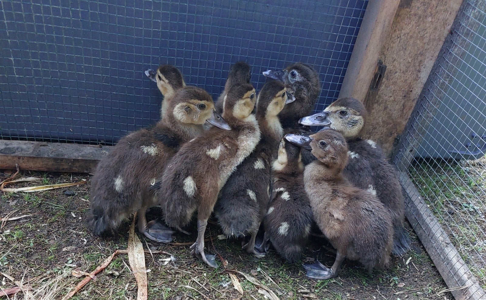 Raszuivere barberie barbarie muskus eenden laatste 9 stuks, Dieren en Toebehoren, Geslacht onbekend, Eend