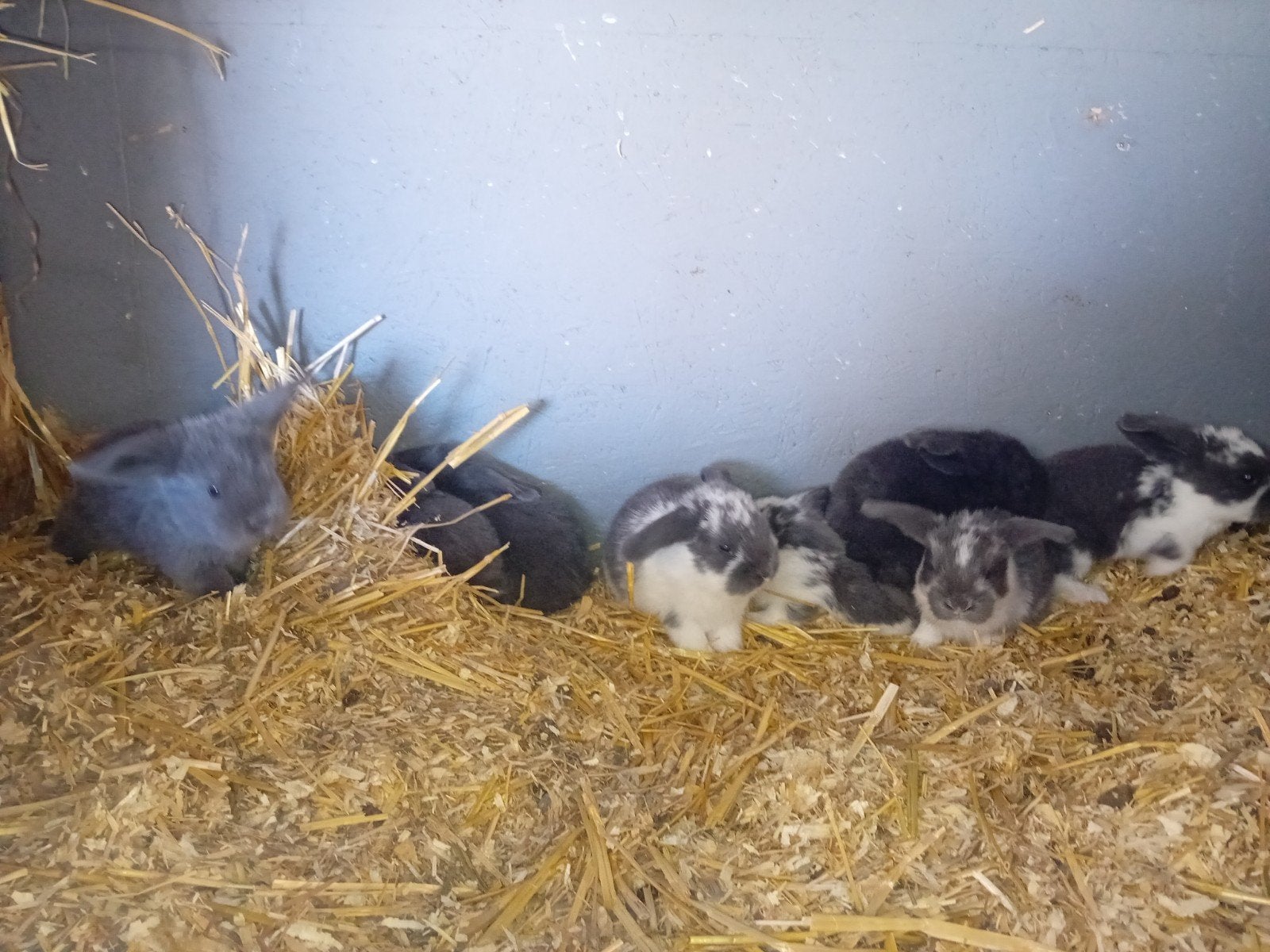Franse hangoren, Dieren en Toebehoren, Geslacht onbekend, Groot, Hangoor, 0 tot 2 jaar