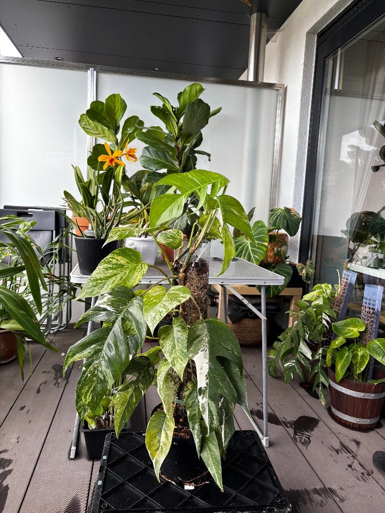Epipremnum pinnatum albo variegata, Maison & Meubles, Plantes d'intérieur, Plante potagère, En pot, Enlèvement ou Envoi, Moins de 100 cm