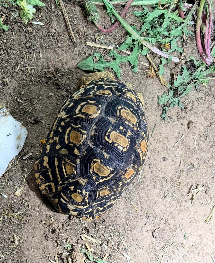 Tortue pardalis babcoki, Dieren en Toebehoren, Schildpad