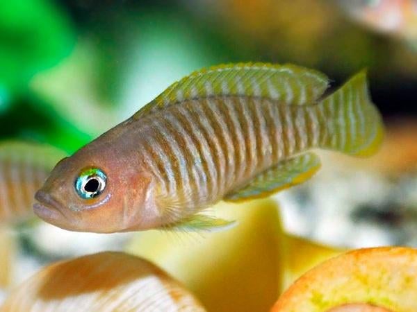 SuperFish aquarium met slakkencichliden, Dieren en Toebehoren, Ophalen, Zo goed als nieuw, Gevuld zoetwateraquarium