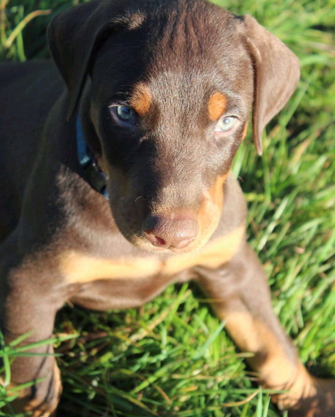 Bruine dobermann puppy, België, Fokker | Hobbymatig, Overige rassen, 8 tot 15 weken