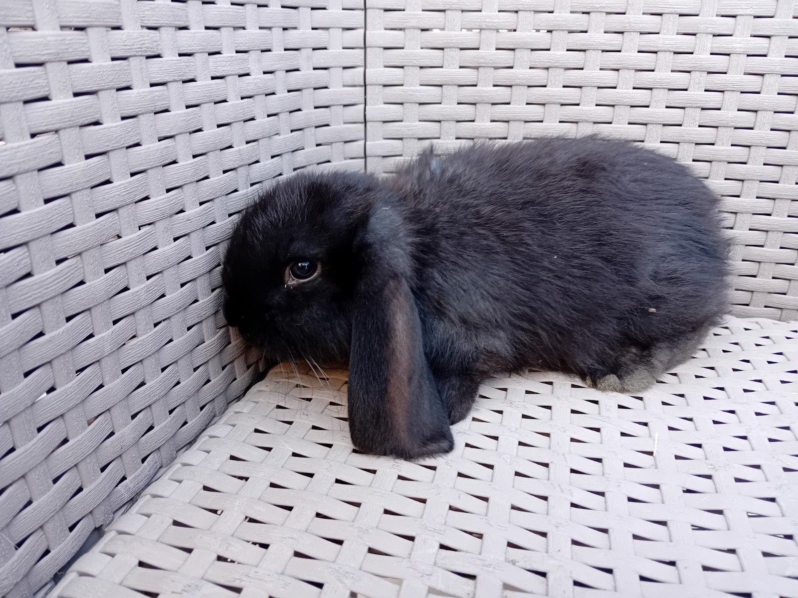 Franse hangoren, Dieren en Toebehoren, Konijnen, Mannelijk, Groot, Hangoor, 0 tot 2 jaar