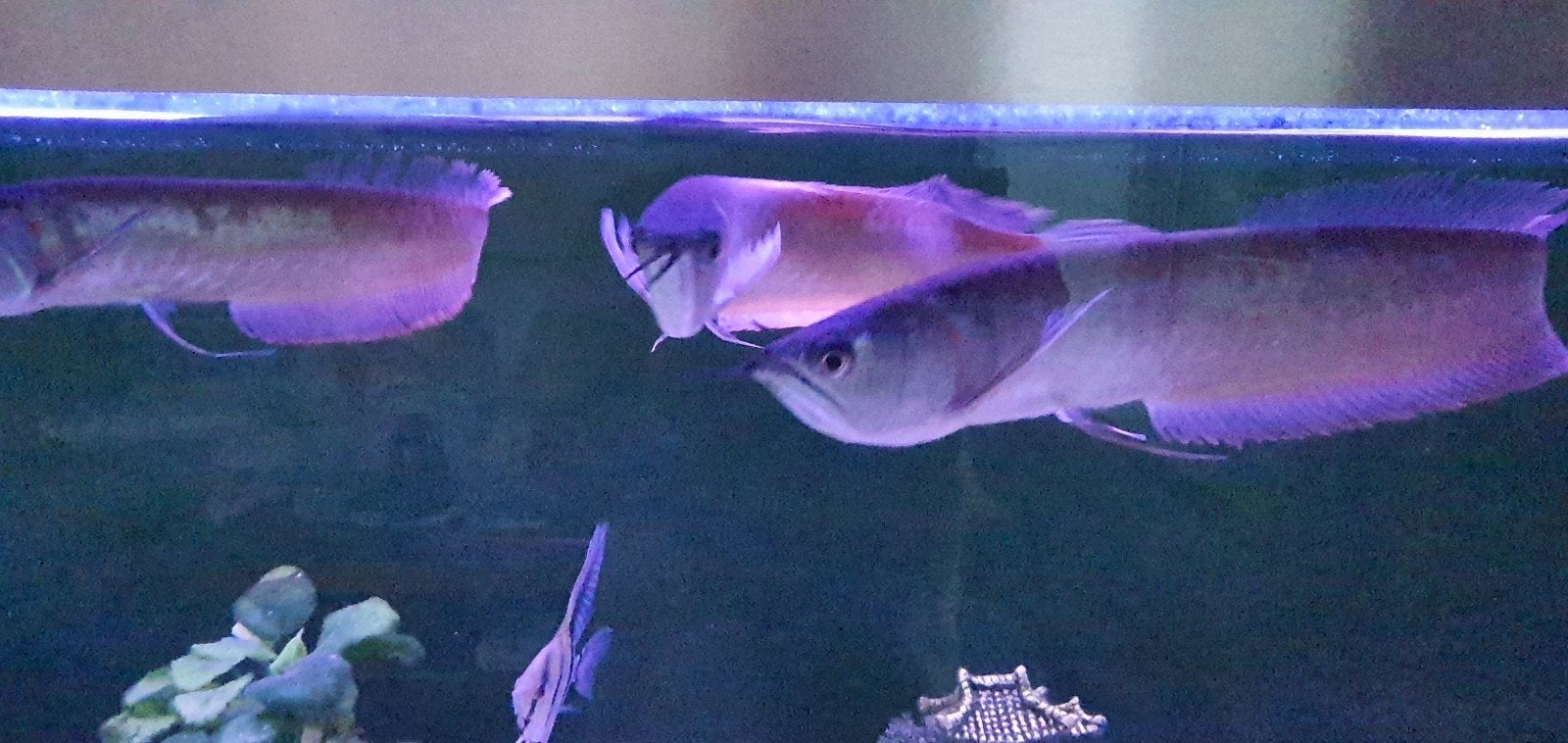 Zilveren Arowana, Vis, Zoetwatervis