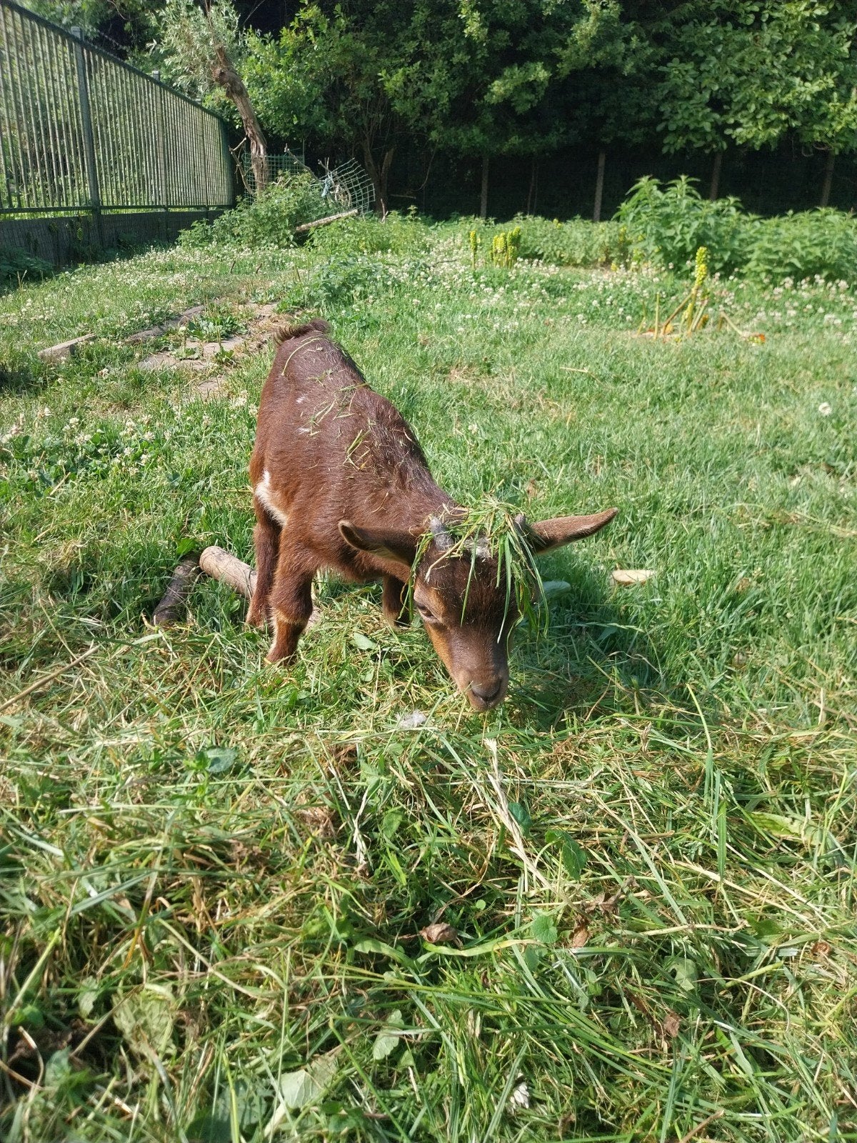 Geitenbok 3 maand oud . Handtam. Kleur choco. Is handtam, Dieren en Toebehoren, Schapen, Geiten en Varkens, Mannelijk, Geit, 0 tot 2 jaar