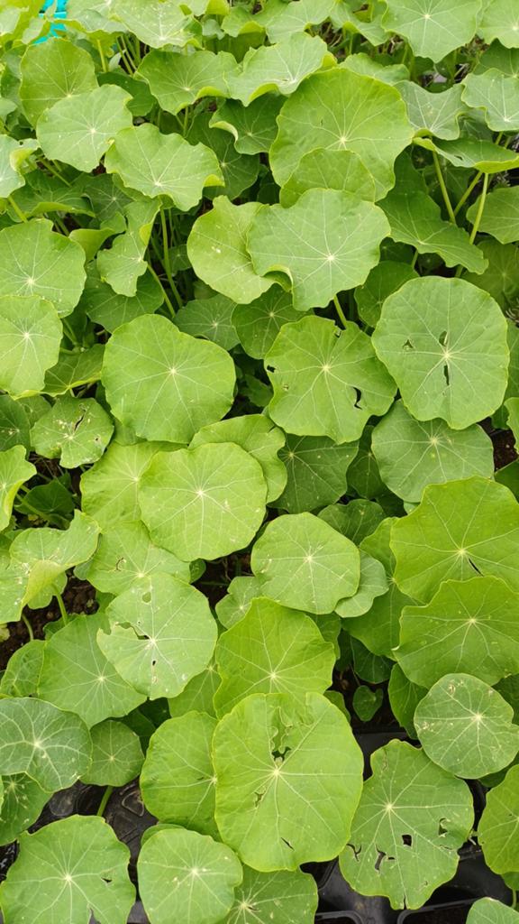 Oostindische kers plantjes, Tuin en Terras, Ophalen