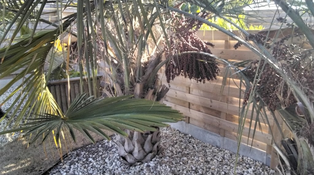Butea capitata-zaden, Tuin en Terras, Bloembollen en Zaden, Ophalen