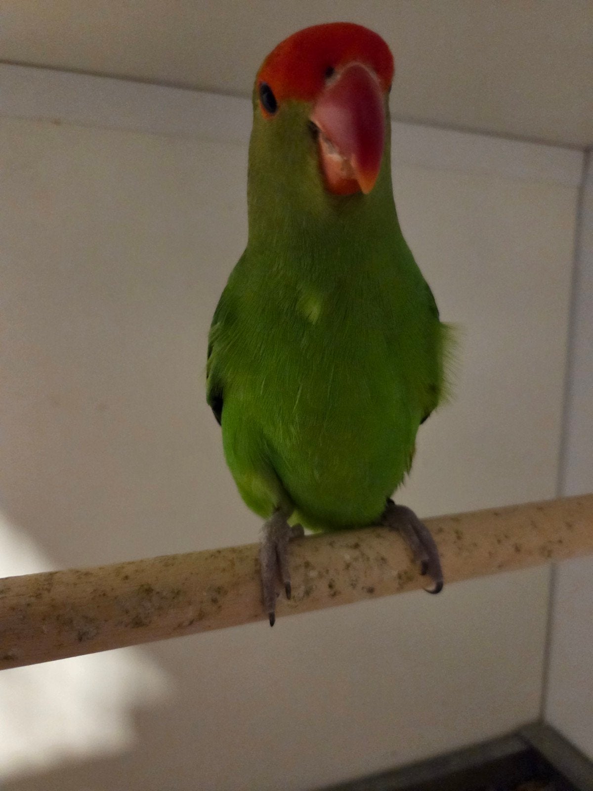 Taranta man, Dieren en Toebehoren, Mannelijk, Dwergpapegaai of Agapornis, Geringd