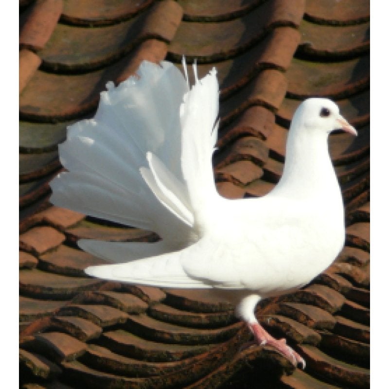 jonge witte pauwstaart (man), Animaux & Accessoires