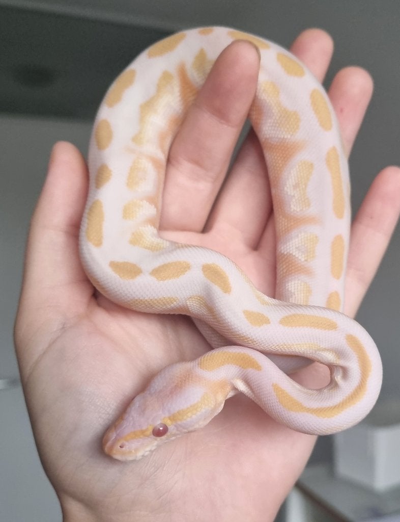 1.0 black head mojave lavender 66% het piebald