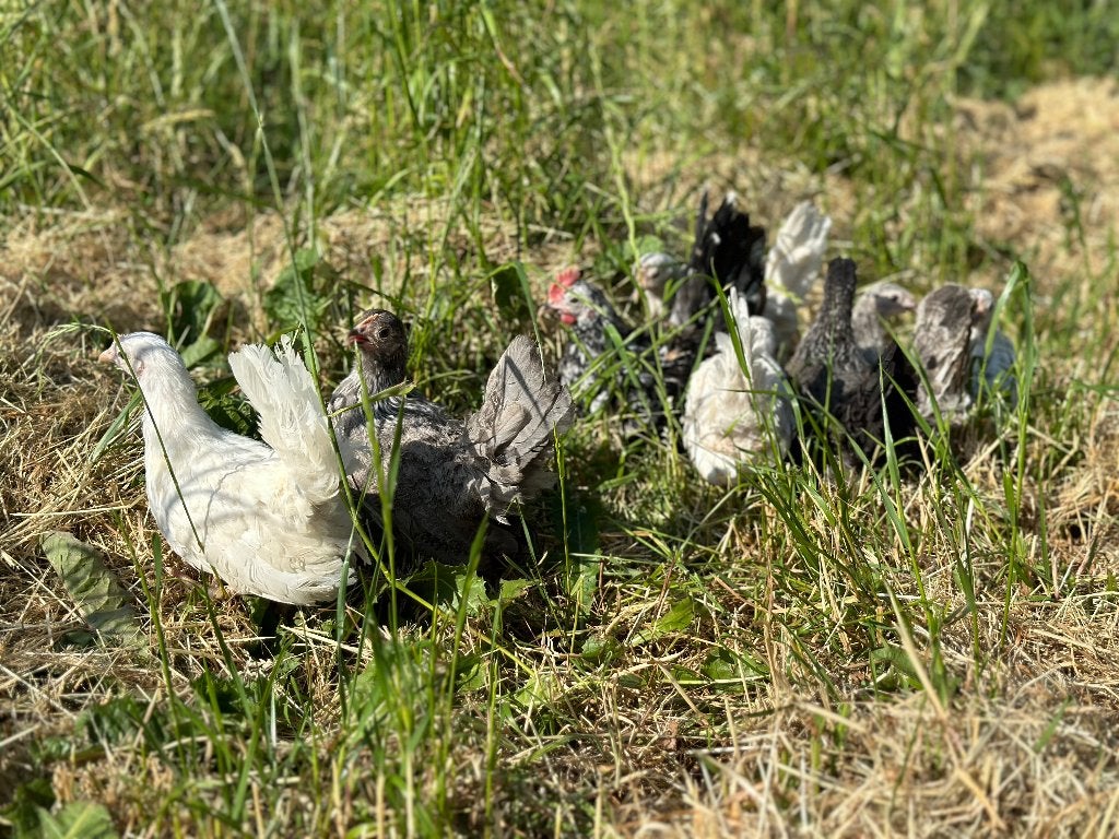 Jonge Tamme Serama kriel kippen gesekst en ingeënt, Femelle, Poule ou poulet