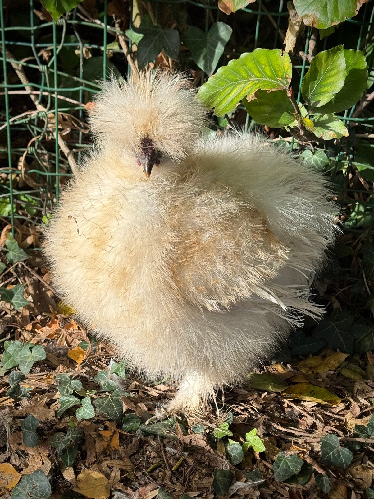 Usa Zijdehoen haantje redpyle, Dieren en Toebehoren, Mannelijk, Kip