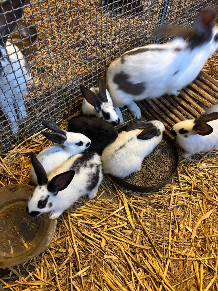 Vleeskonijnen, Plusieurs animaux, Grand, 0 à 2 ans