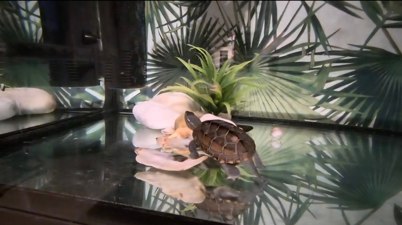 Grote aquarium + extra, Enlèvement