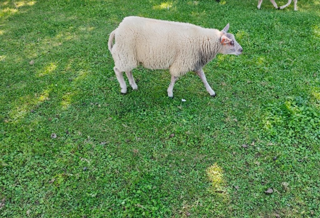 Agneau texel, Mâle, Mouton, 0 à 2 ans