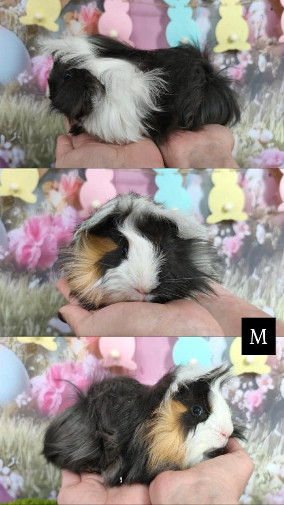 Peruvian cavia, Dieren en Toebehoren, Cavia, Mannelijk, Januari, Tam
