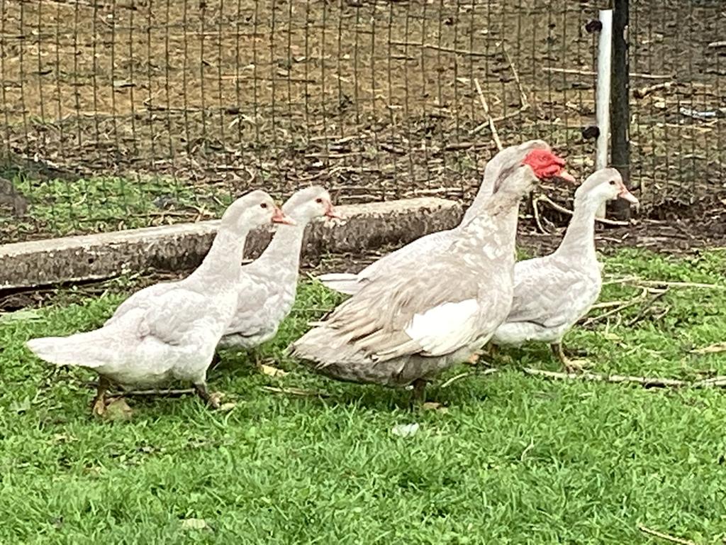 Canards de Barbarie, Plusieurs animaux, Canard