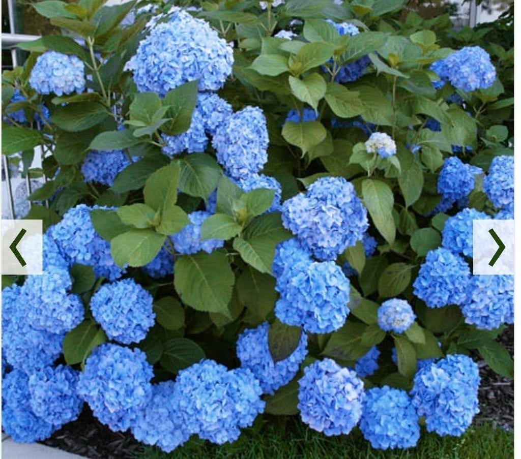 blauwe en roze hortensia, Ophalen, Hortensia