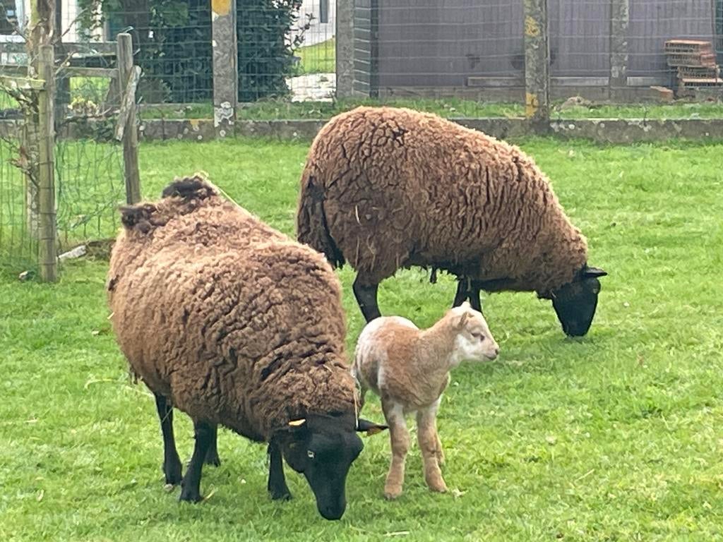 Schaap met lam, Schaap