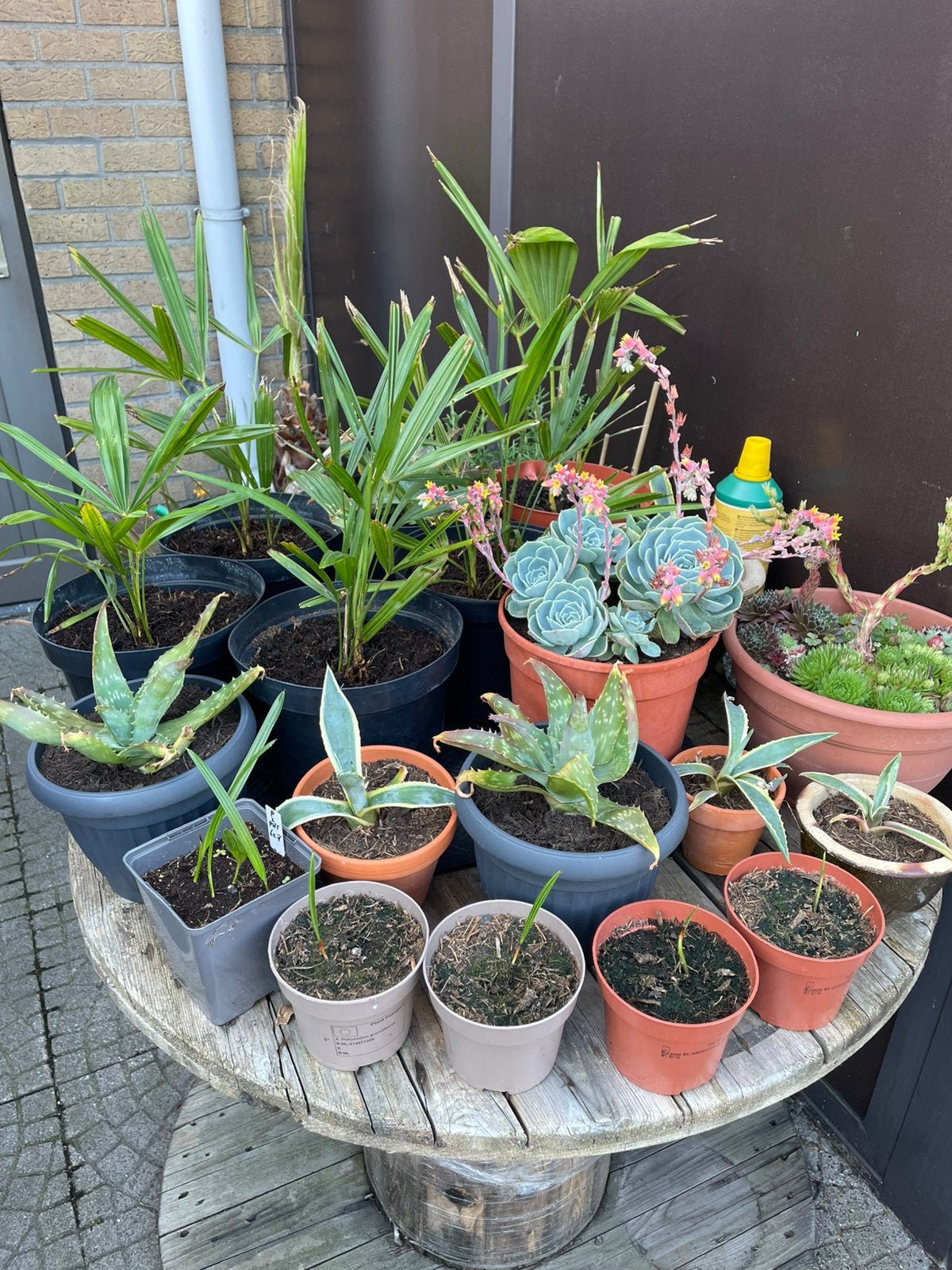 Plantjes, Tuin en Terras, Ophalen