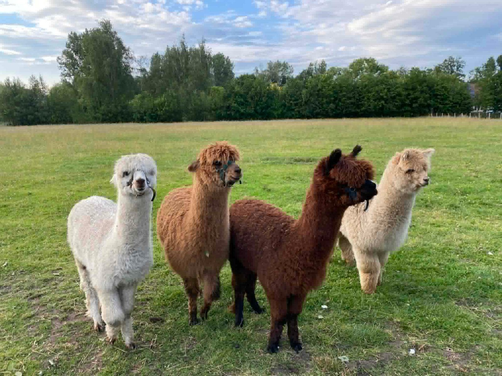Alpacawol gratis, Juni