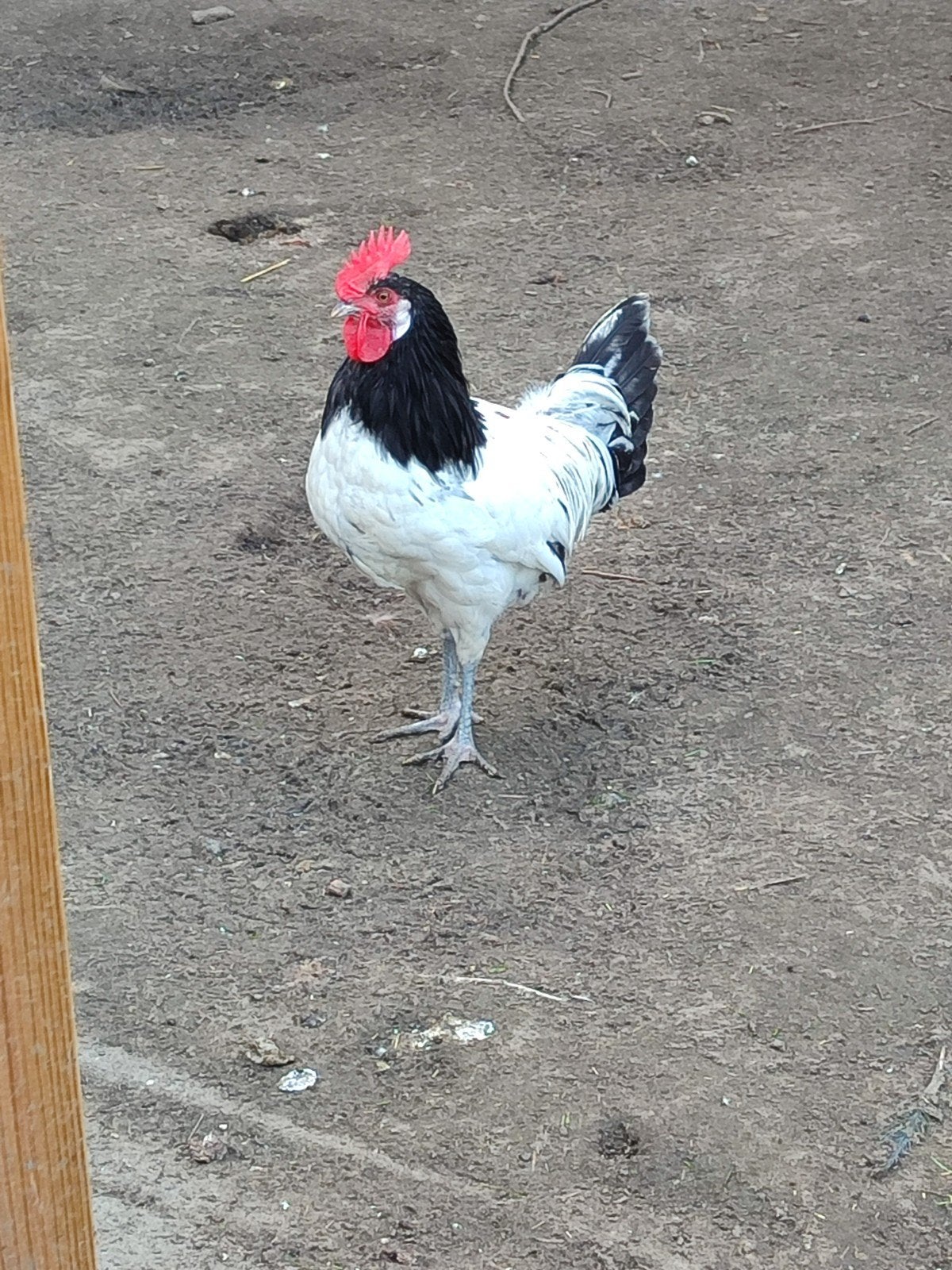 Hanen te koop wegens teveel hanen, Dieren en Toebehoren, Pluimvee