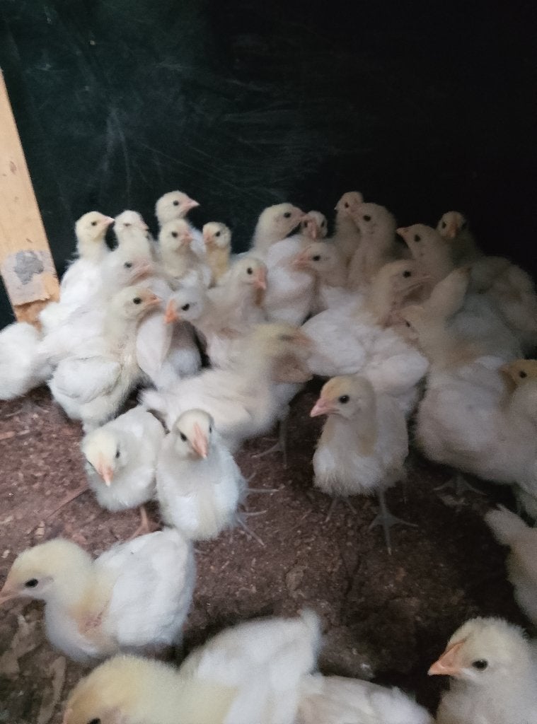 Kuikens Poule de Bresse