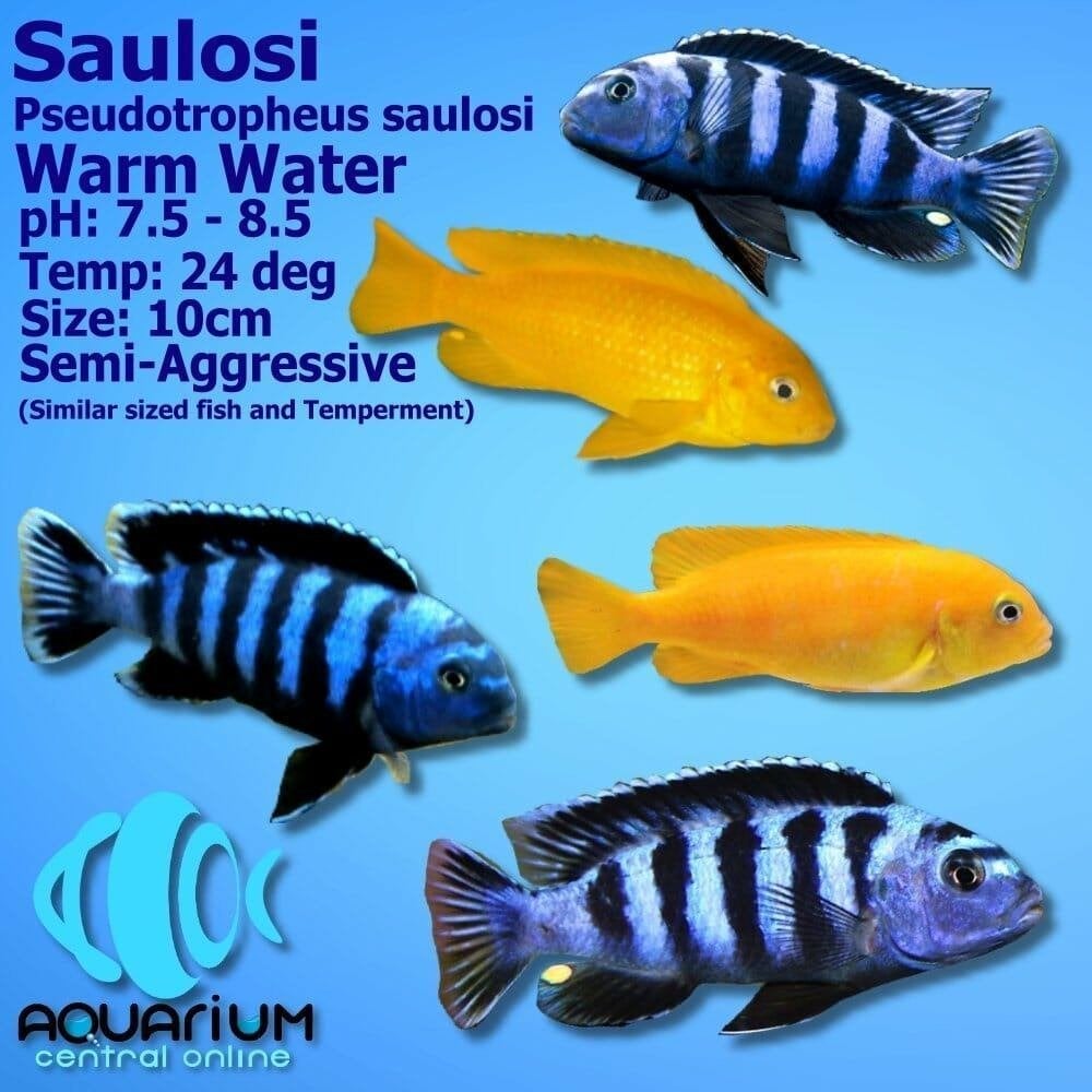 10 Malawicichliden, Animaux & Accessoires, Poissons | Poissons d'aquarium, Poisson, Poisson d'eau douce