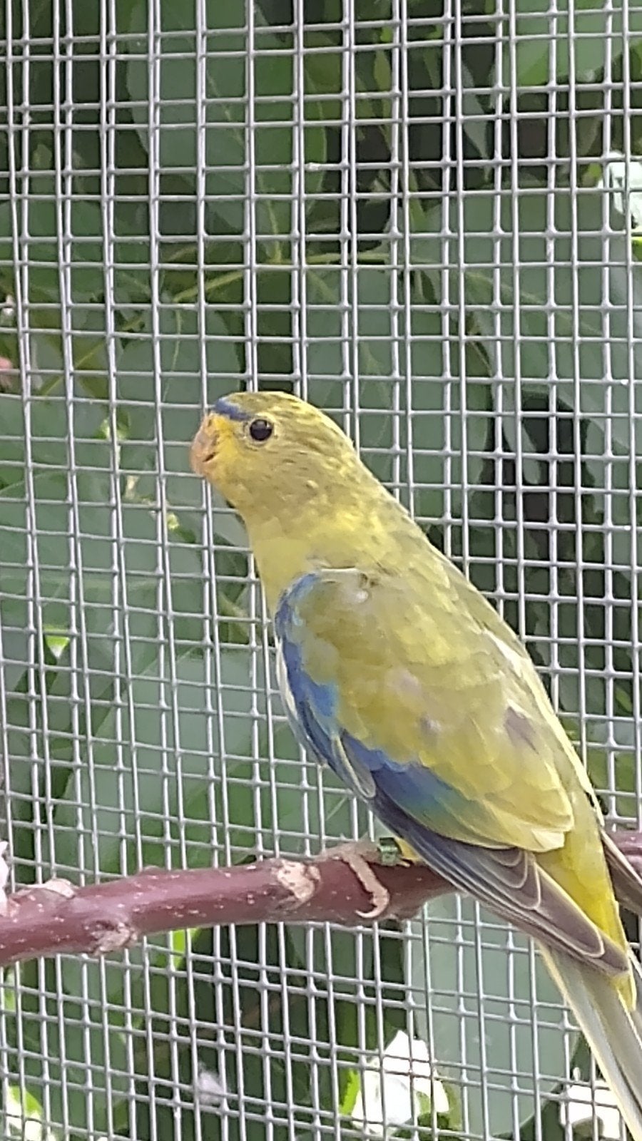 elegant parkieten, Dieren en Toebehoren, Vogels | Parkieten en Papegaaien