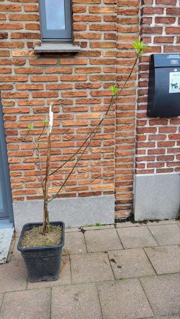 Vijgenboom BİO (Winterhard), Tuin en Terras, Planten | Bomen, Ophalen