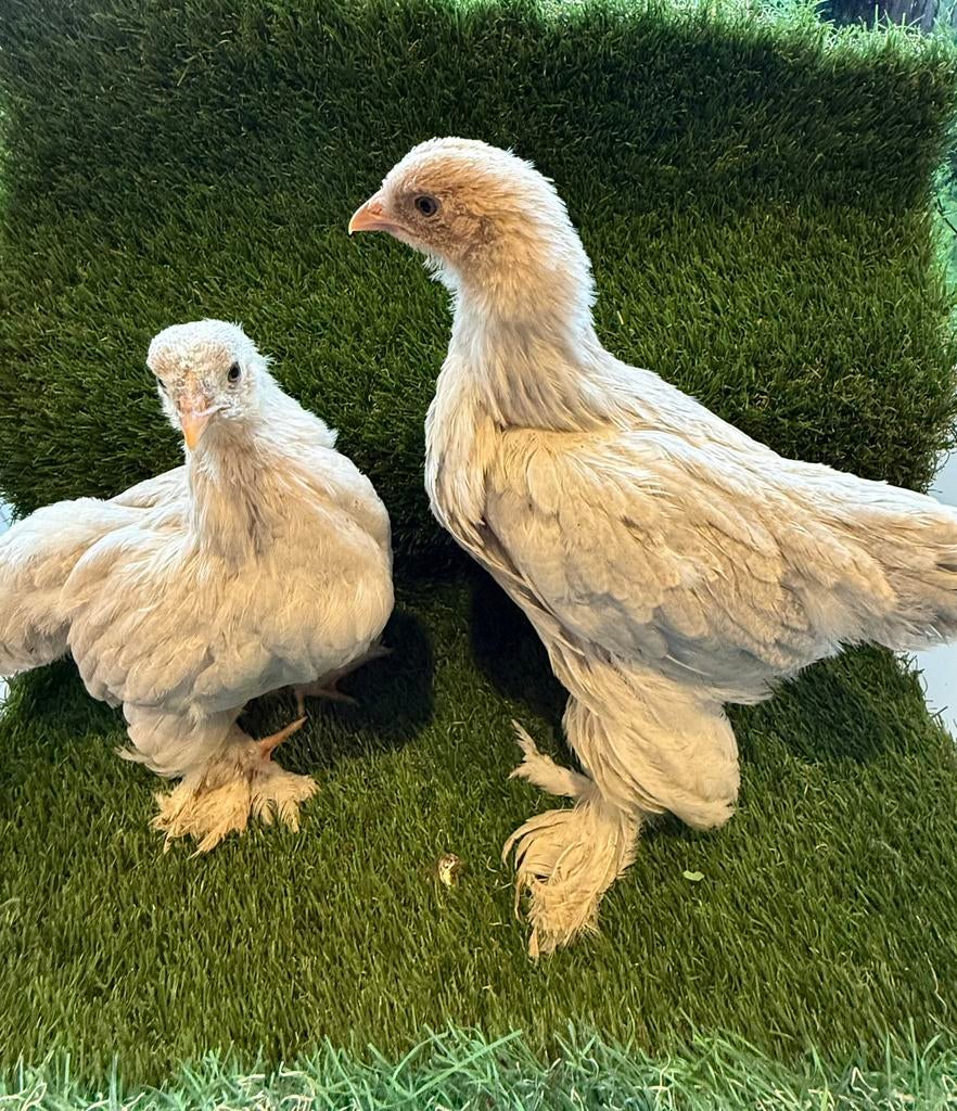 Brahma groothoender isabel parelgrijs patrijs hennen, Dieren en Toebehoren, Pluimvee