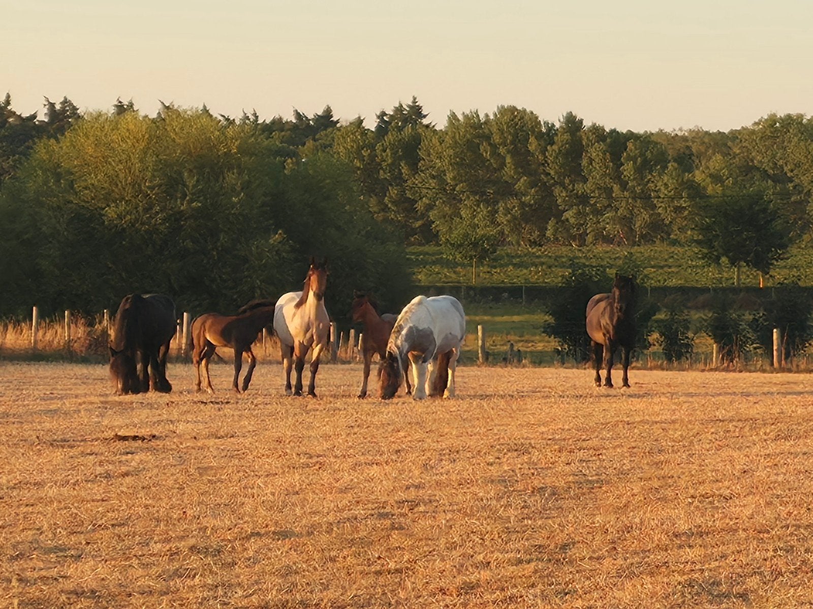 roodroan merrie veulen en zwart hengsten veulen trekpaard, Dieren en Toebehoren, Minder dan 160 cm, 0 tot 2 jaar, Gechipt, Tuigpaard