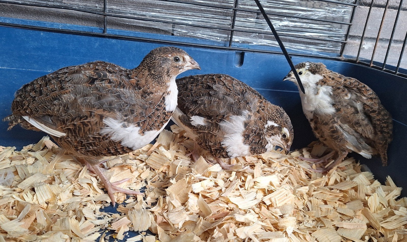 3 bonte japanse kwartels, Dieren en Toebehoren, Geslacht onbekend
