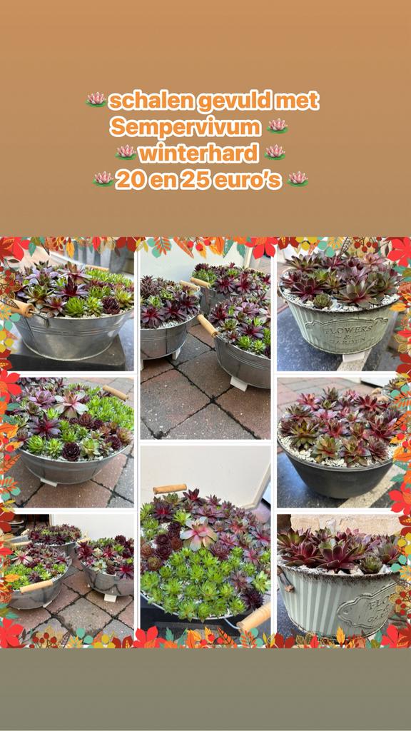 Prachtige gevulde schalen met Sempervivum winterhard, Ophalen