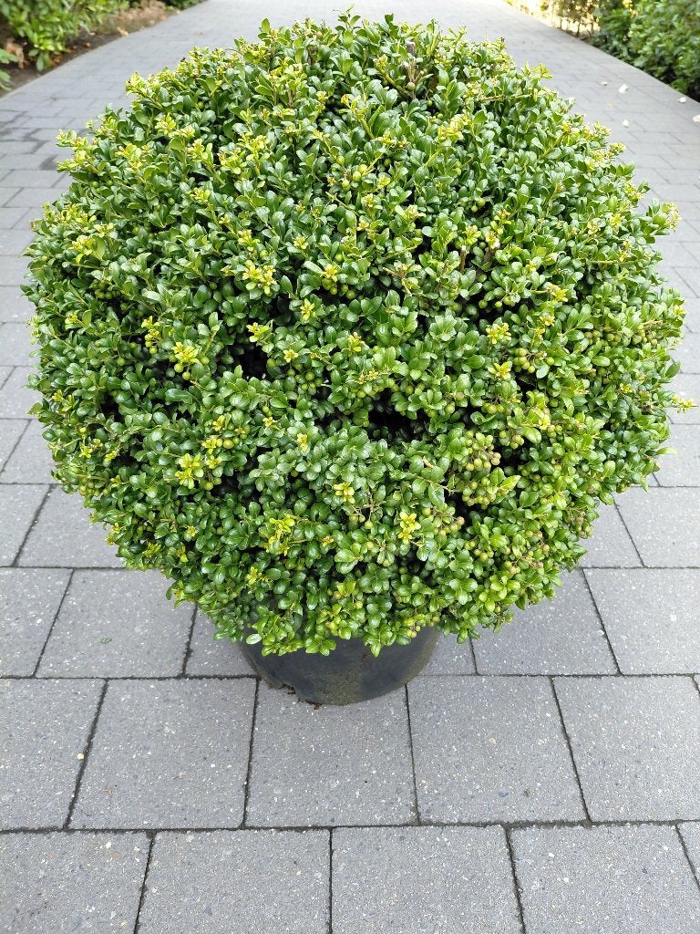 Ilex Convexa bol, Enlèvement, Ombre partielle